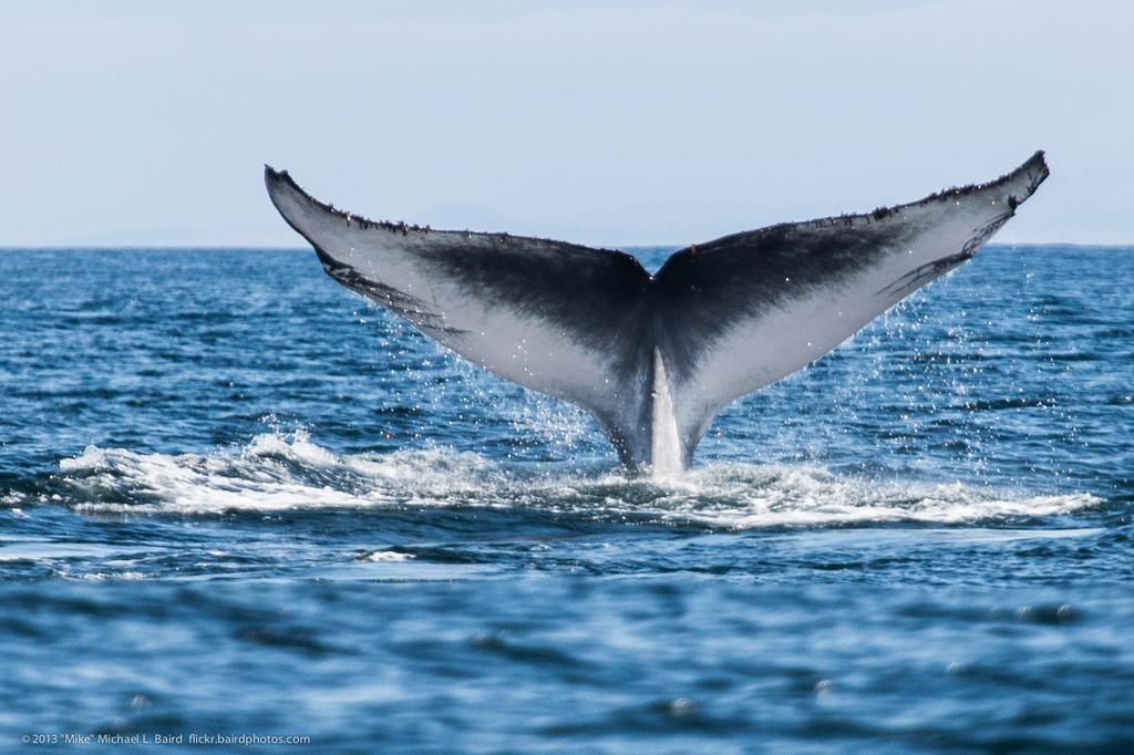 Dolphin Safari Lodge Mahonda Zewnętrze zdjęcie