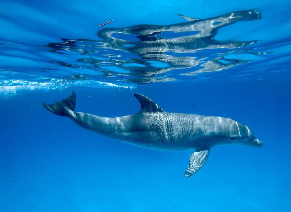 Dolphin Safari Lodge Mahonda Zewnętrze zdjęcie