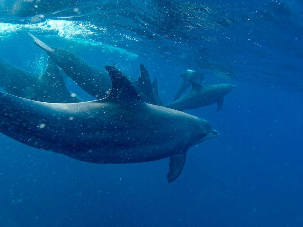 Dolphin Safari Lodge Mahonda Zewnętrze zdjęcie