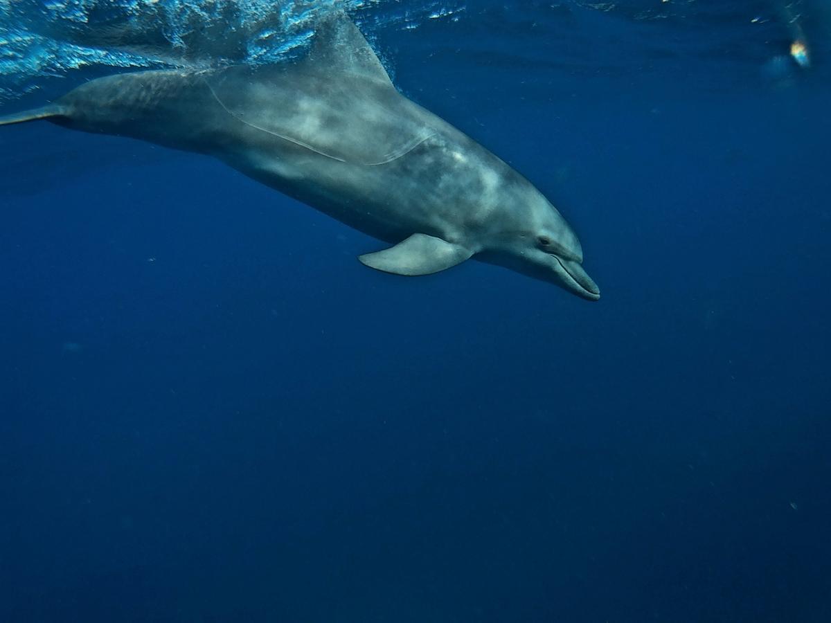 Dolphin Safari Lodge Mahonda Zewnętrze zdjęcie